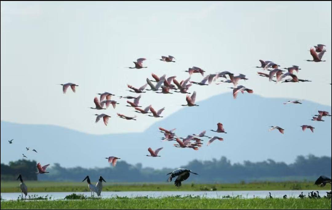 Novo passo pela conservao: ICMBio prope ampliar Parque Nacional no Pantanal de MT