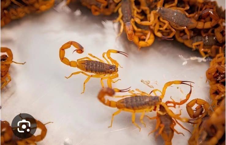 Ataques de animais pe�onhentos crescem 11% em Cuiab�.