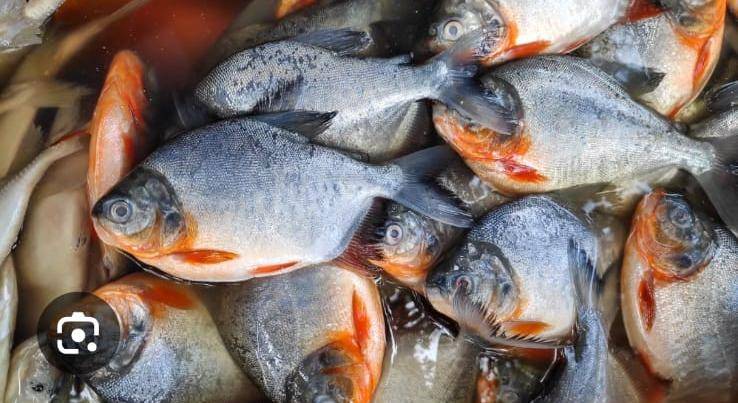 Curso qualifica sobre manipulação de pescado e segurança alimentar no Peixe Santo 2026