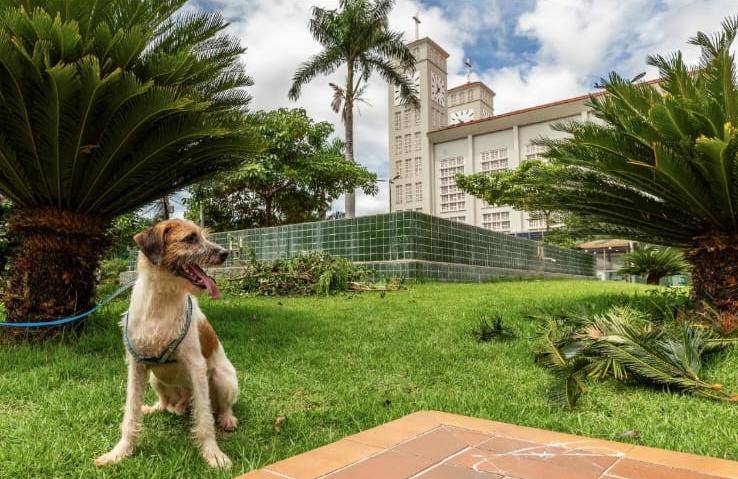 Feira de adoção contará com 20 animais em busca de um lar no Parque Tia Nair