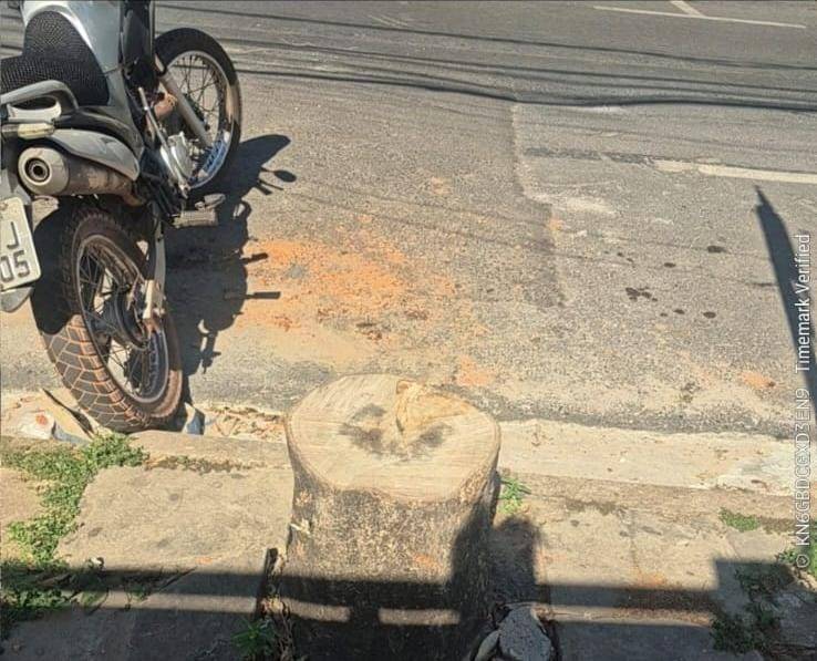 Prefeitura multa propriet�rio por corte irregular de �rvores em Cuiab�