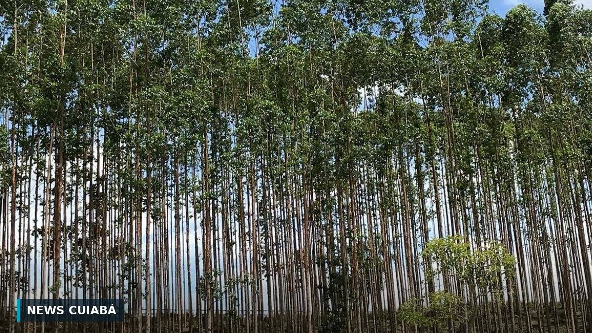 Produ��o florestal brasileira bate recorde de R$ 47,9 bilh�es, aponta IBGE