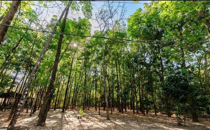 Avenida Beira Rio ganha 200 mudas no in�cio do novo plano de arboriza��o de Cuiab�