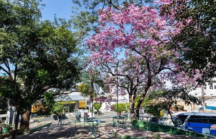Cuiab� lan�a guia com o passo a passo para solicitar poda e remo��o de �rvores