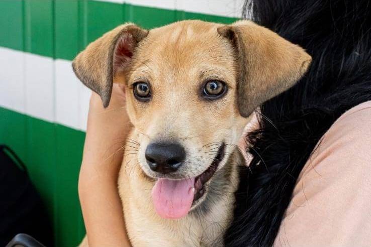 Ado��es superam resgates e 35 animais encontram um novo lar no canil municipal