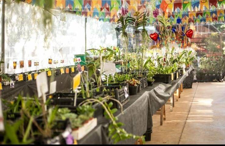 Festival de Orqu�deas e Rosas do Deserto come�a nesta quinta-feira (15)