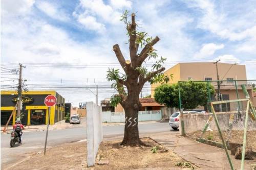 Empresário vai responder criminalmente por mandar podar árvore Árvore plantada 