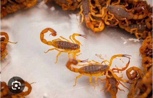 Ataques de animais peçonhentos crescem 11% em Cuiabá.