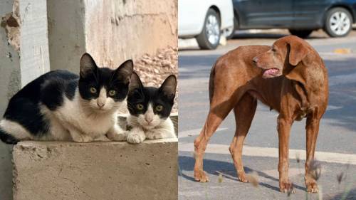 Virginia Mendes e Max Russi viabilizam projeto que cria Política Estadual de Proteção aos Animais Domésticos