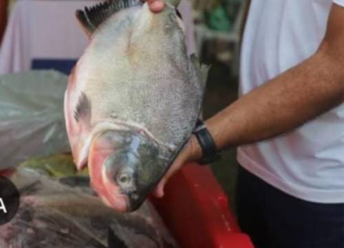 Prazo para vendedores participarem da Feira Peixe Santo termina terça-feira (17)