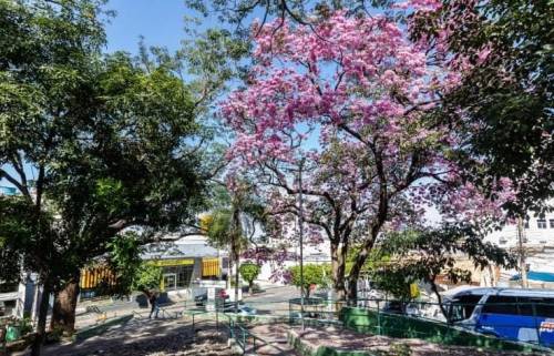 Cuiabá lança guia com o passo a passo para solicitar poda e remoção de árvores