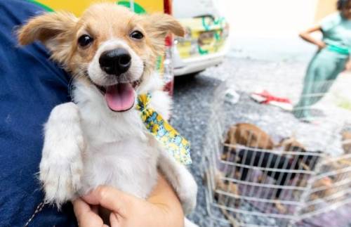 No Dia das Crianças, BEA amplia oportunidades para animais encontrarem um lar